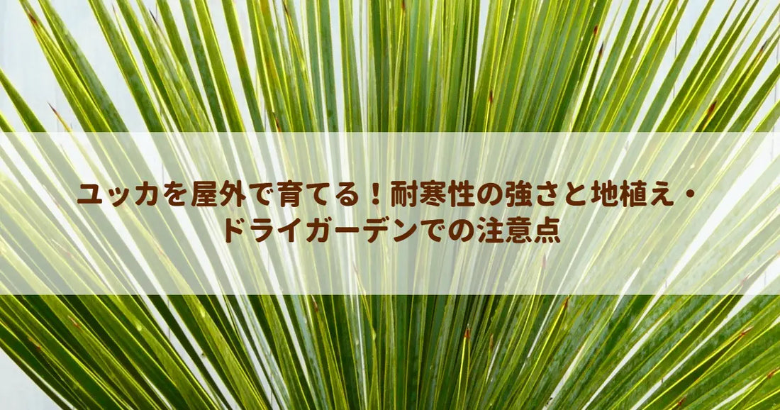 ユッカを屋外で育てる！耐寒性の強さと地植え・ドライガーデンでの注意点