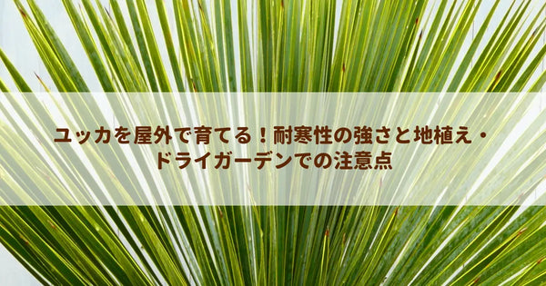 ユッカを屋外で育てる！耐寒性の強さと地植え・ドライガーデンでの注意点