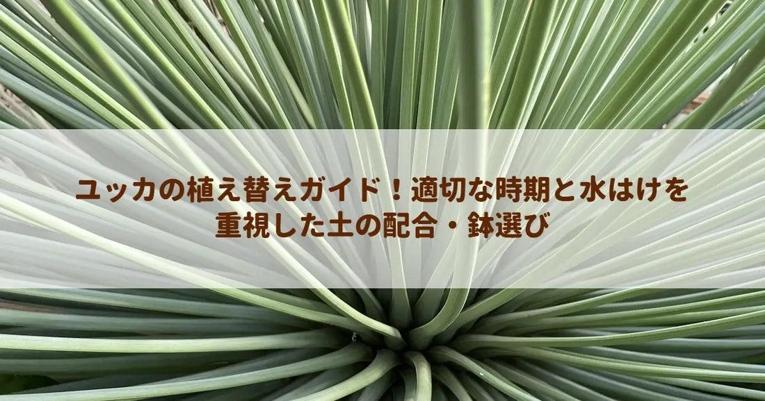 ユッカの植え替えガイド！適切な時期と水はけを重視した土の配合・鉢選び