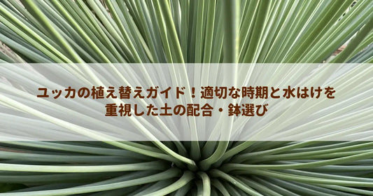 ユッカの植え替えガイド！適切な時期と水はけを重視した土の配合・鉢選び