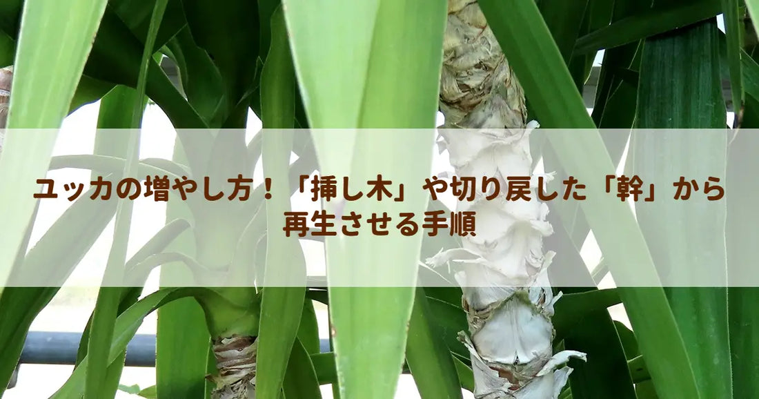 ユッカの増やし方！「挿し木」や切り戻した「幹」から再生させる手順