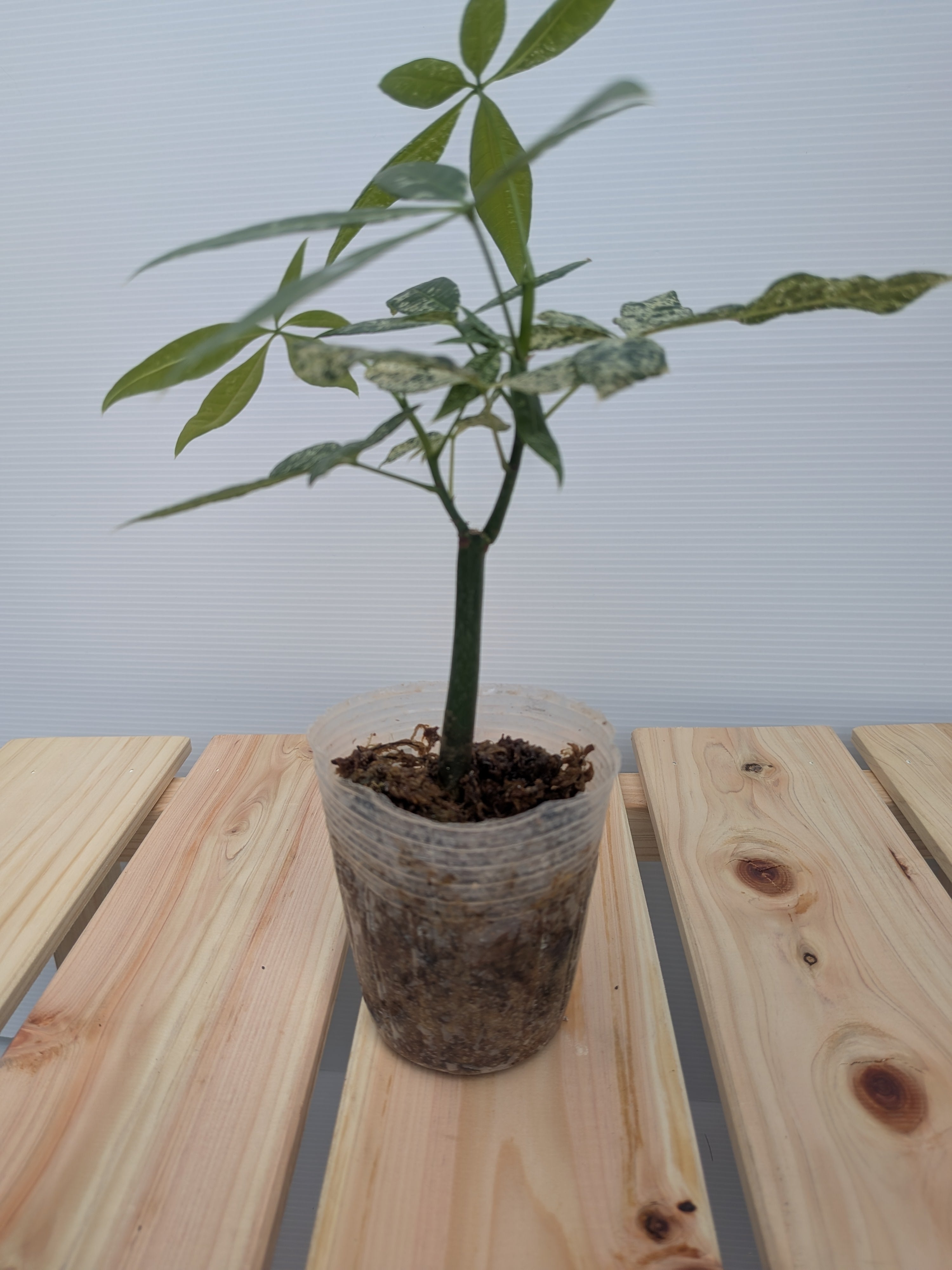 送料無料/現品】【パキラ ミルキーウェイ 実生株 水苔仕立て】2.5号